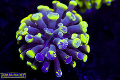 Purple Branching Splatter Hammer