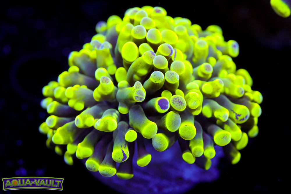 Toxic Branching Splatter Hammer