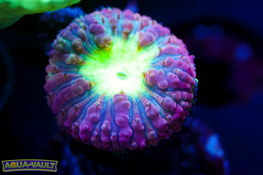 Purple and Green Blasto Wellsi