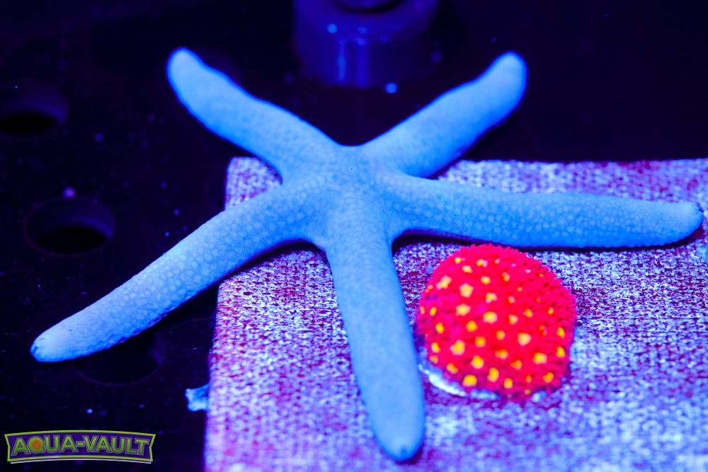 Blue Linkia Starfish