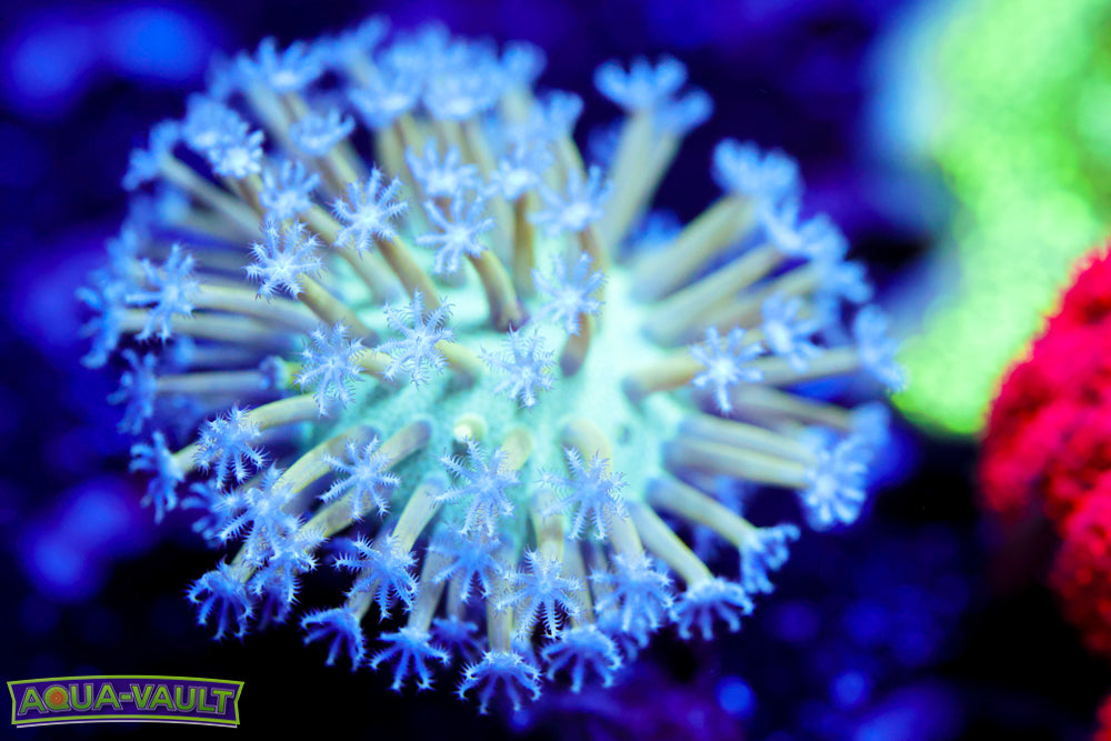 Blue Toadstool Leather