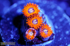 Pikachu Zoa