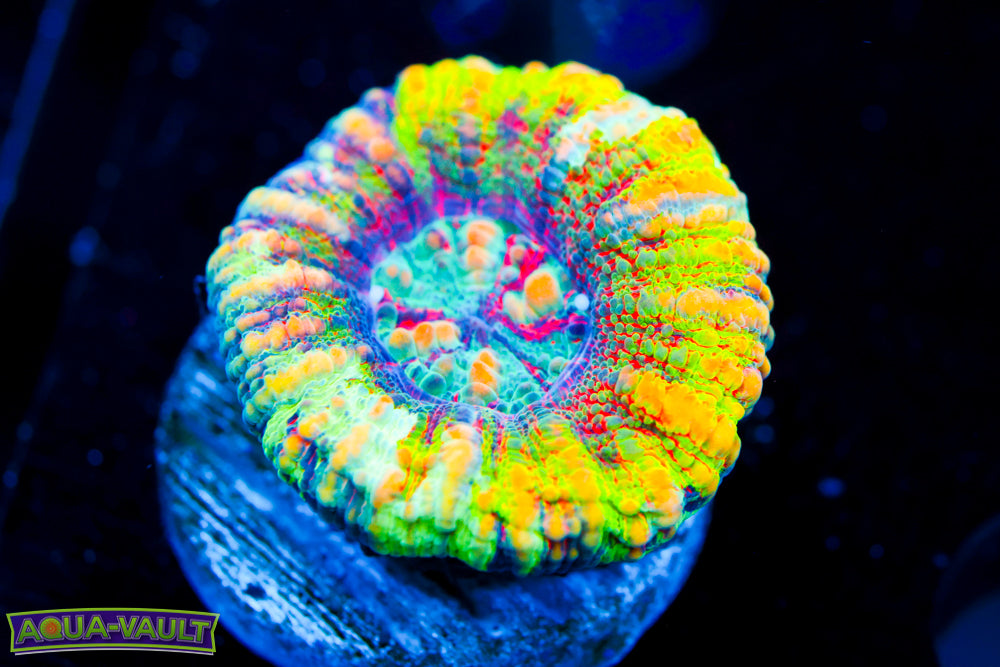 WOW Master Button Scoly $$$$