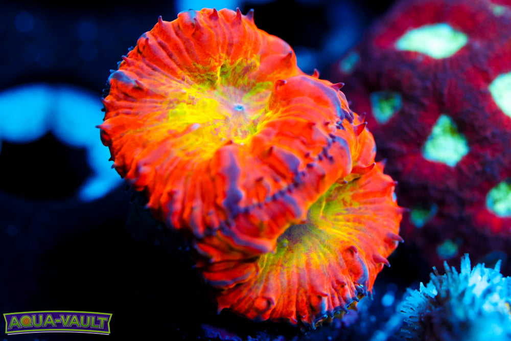 OG WWC Rainbow Blasto $$$