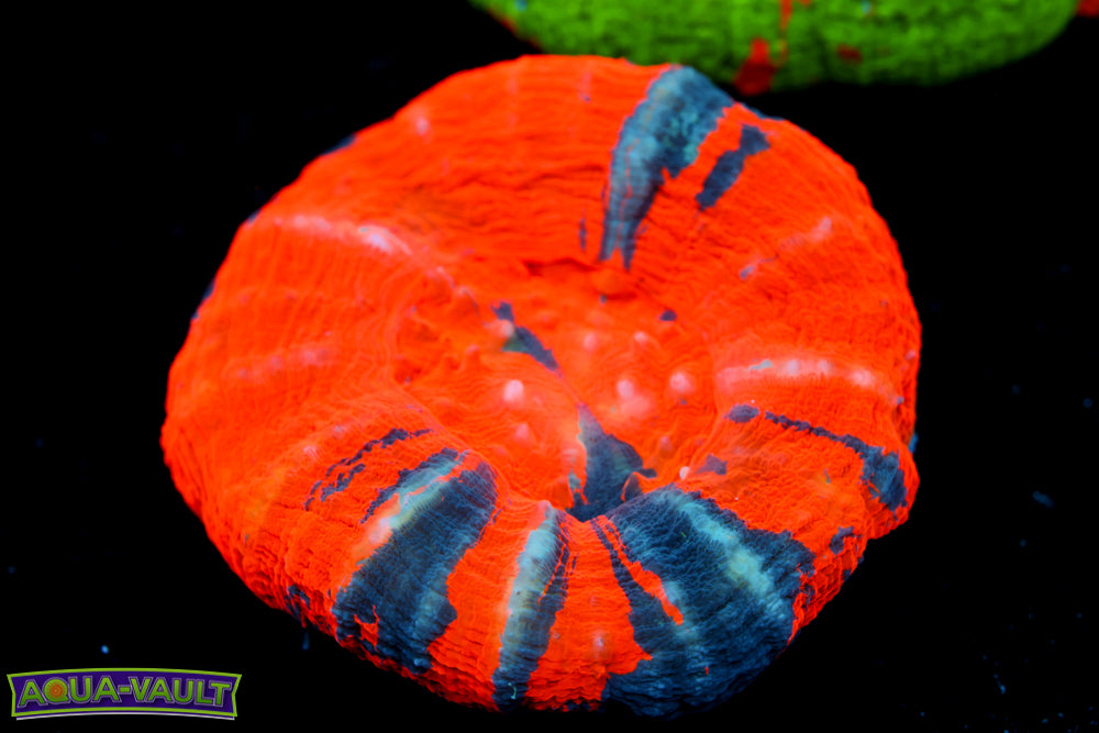 Reverse War Paint Scoly