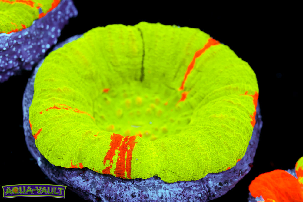 Bleeding Apple Scoly 3 Color – Aqua-Vault