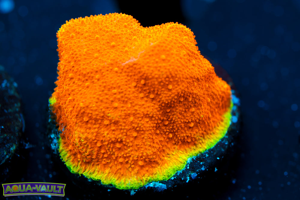 Watermelon Psammocora