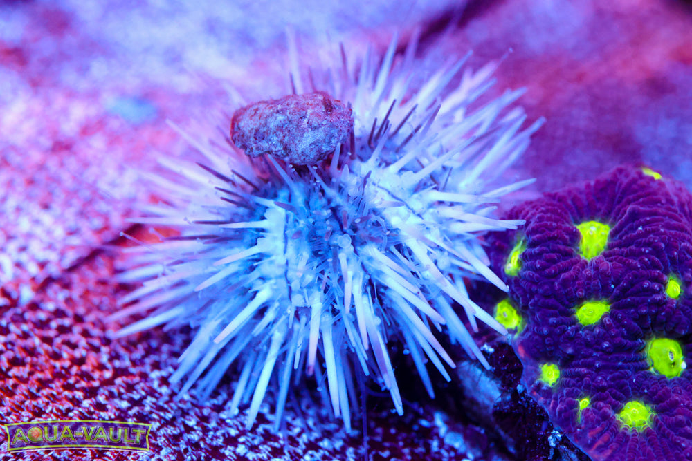Mini Spiny Urchin
