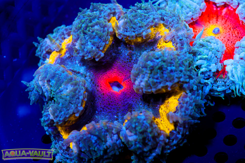 Bulls Eye Rainbow Ultra Rock Flower Nem
