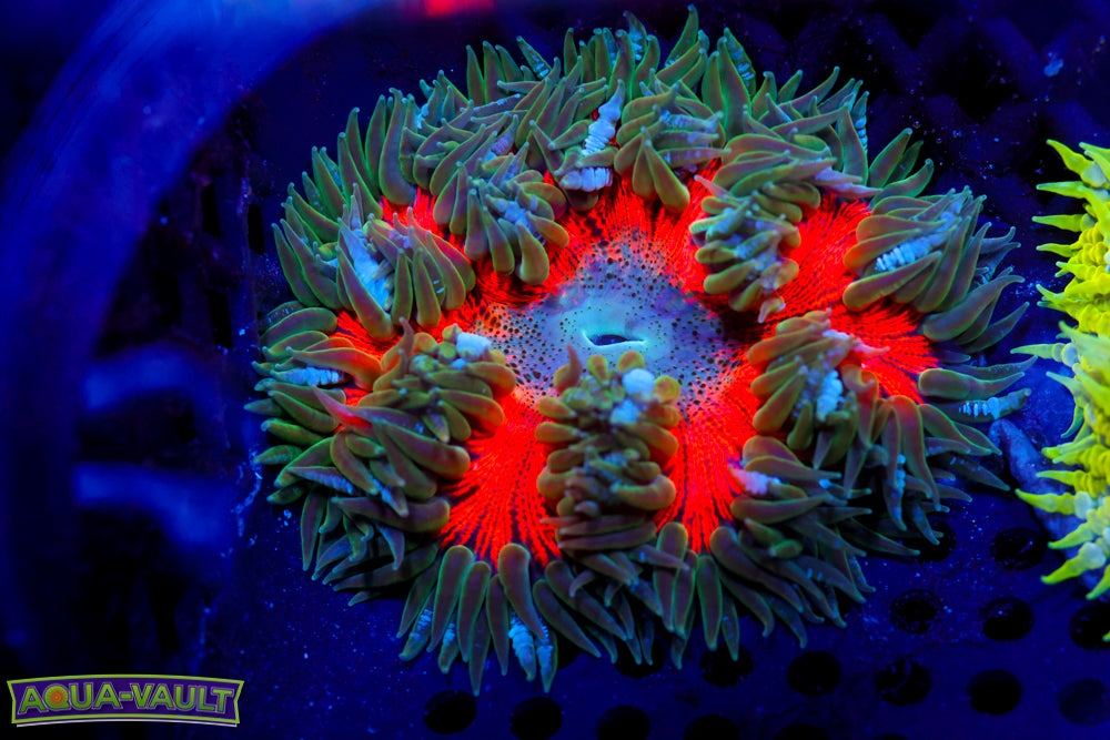 Sunset Ultra Rock Flower Nem