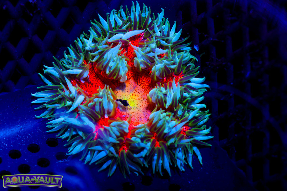 Meltdown Ultra Rock Flower Nem