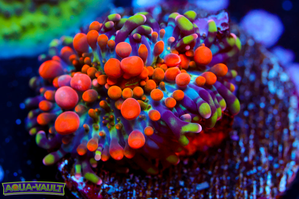 Large Animal Bean Bag Bounce Mushroom (last one $$$$)