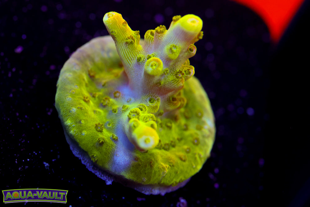 AV99 Orange Creamcichle Acro