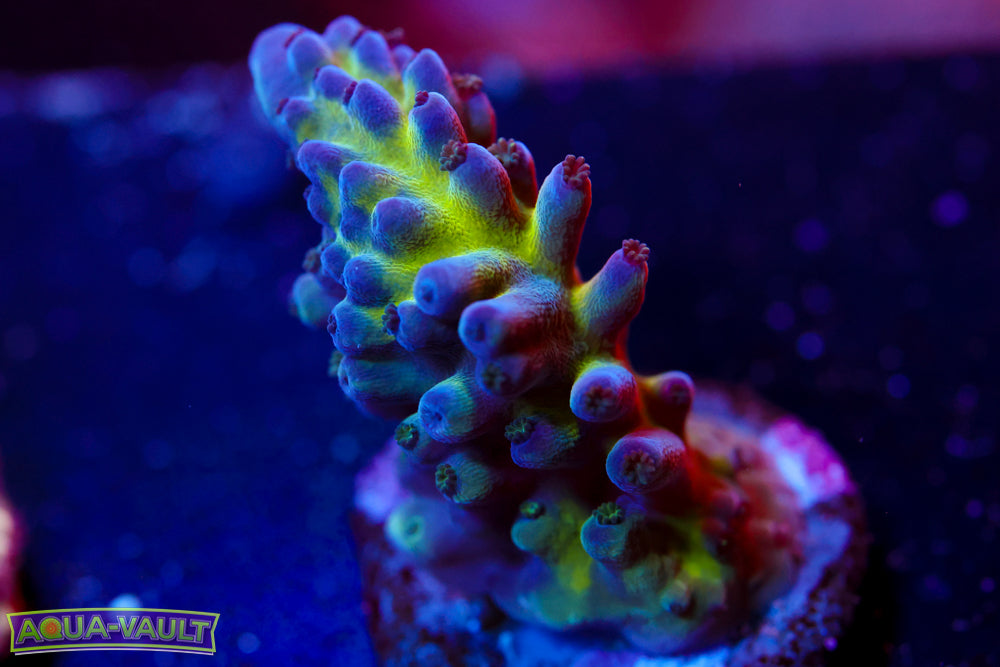 Nick's Purple Passion Acro