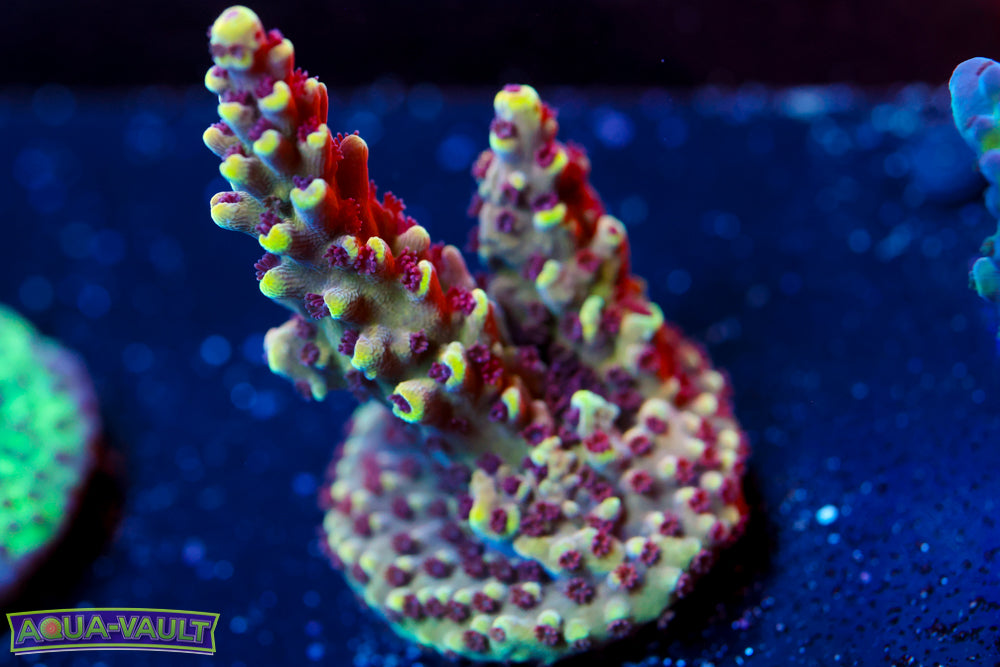 CV Crab Rangoon Acro