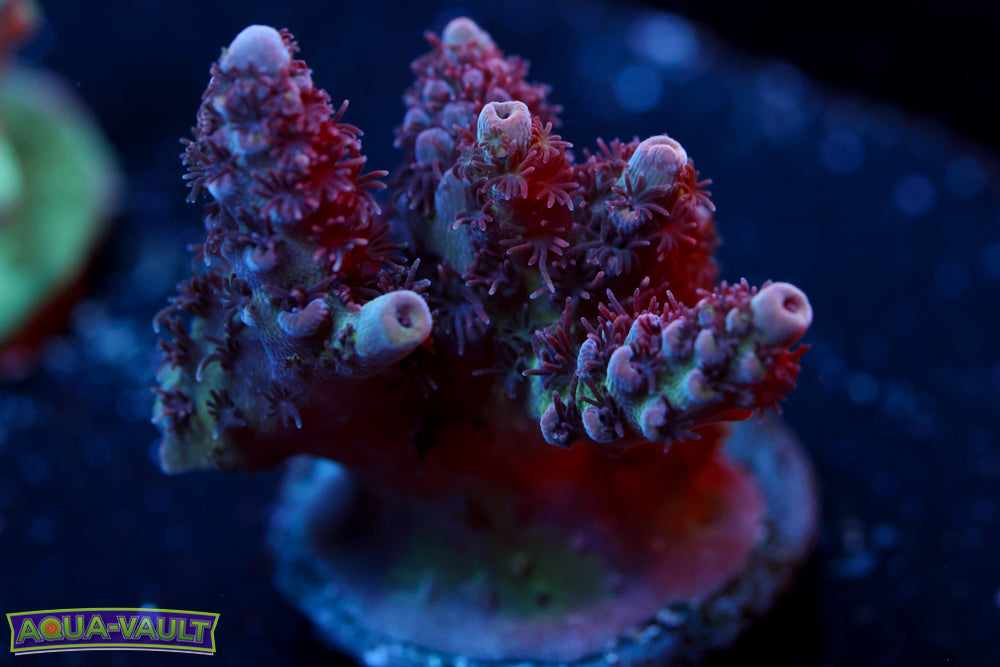 WWC Heart Breaker Acro