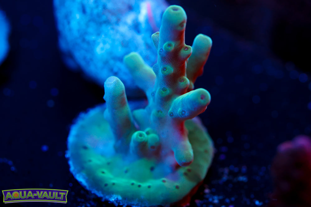 WWC Blue Thunder Acro