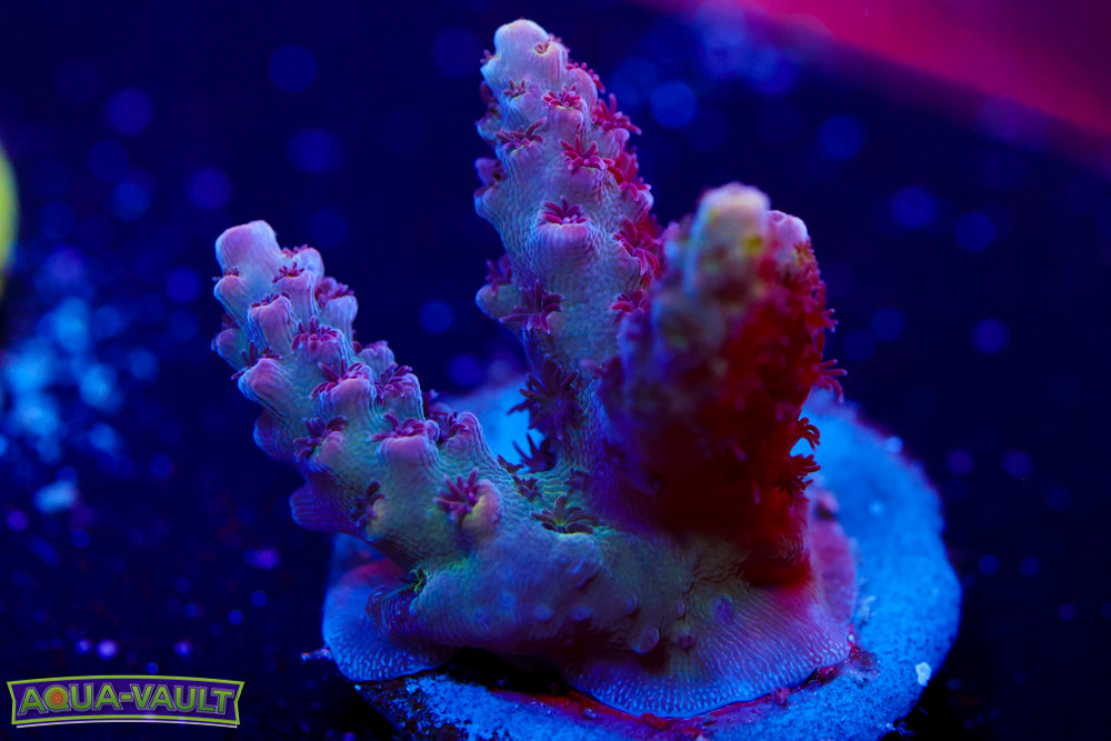 TSA Prince Peach Acro