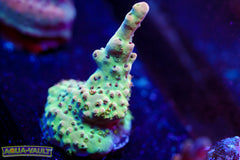 Gregs Unicorn Acro