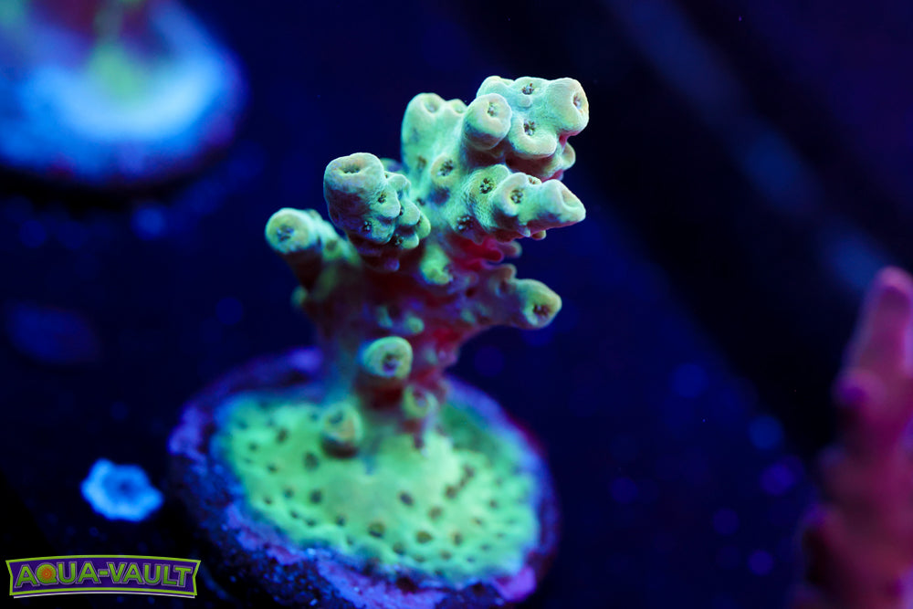 TSA Dan Aykroyd Acro