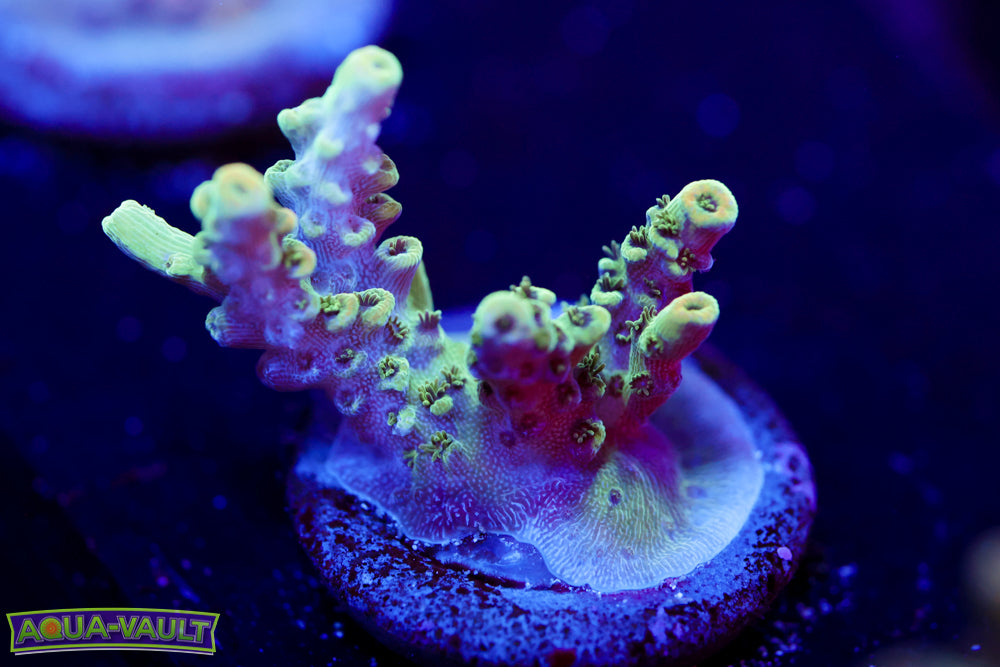 TSA Bill Murray Acro