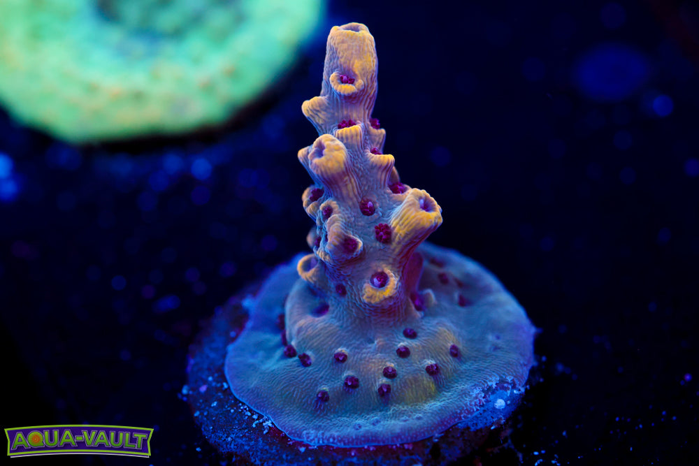 RMF Tiger's Blood Acro