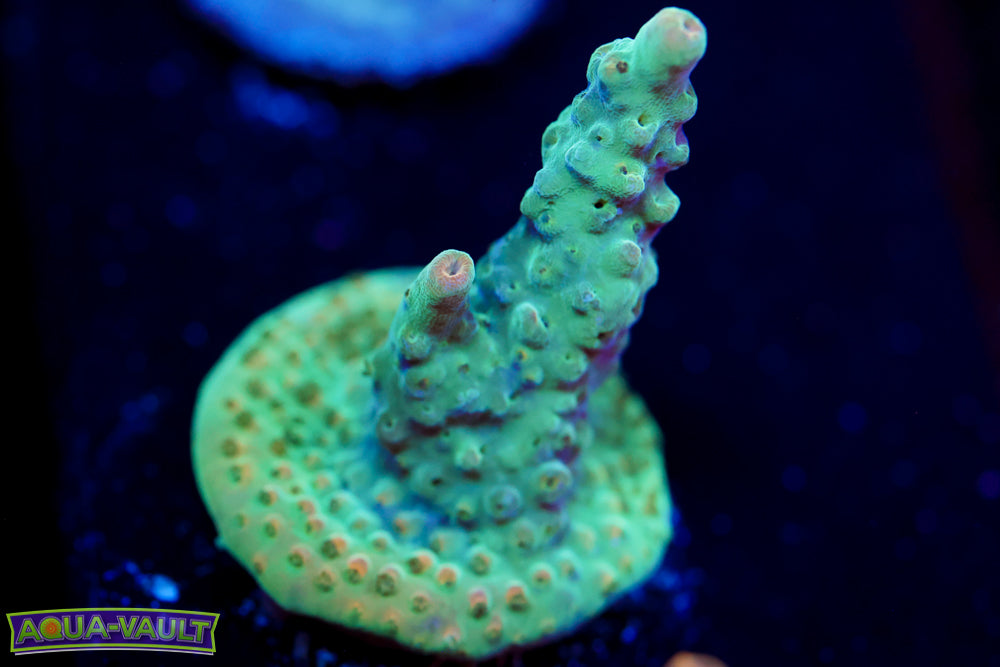 BC Bubble Bath Unicorn