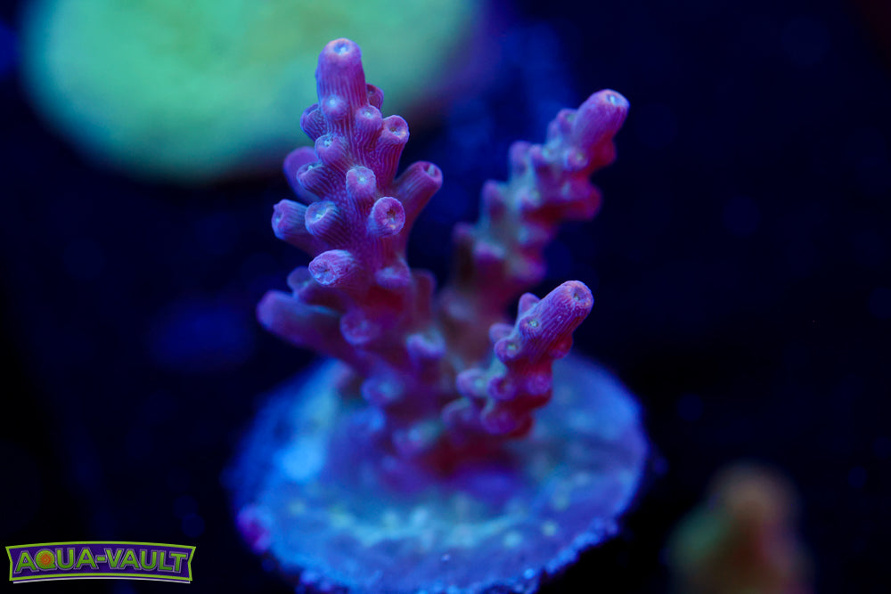 CV Ultra Violet Acro