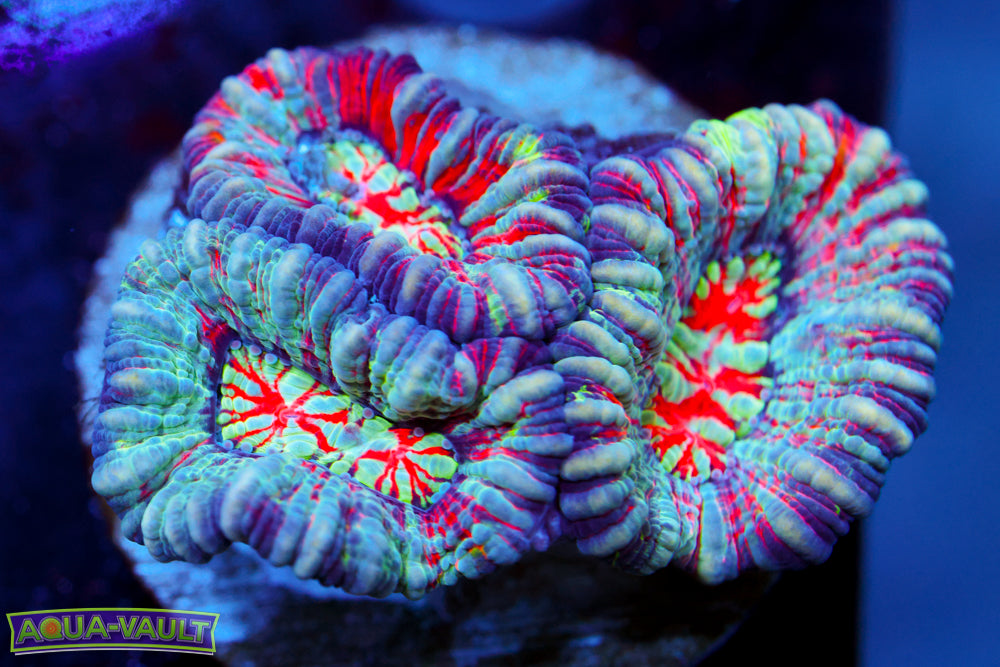 Hawaiian Wilsonii (Aquacultured)