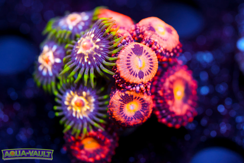 JF Stargazer + Cry Baby Zoas