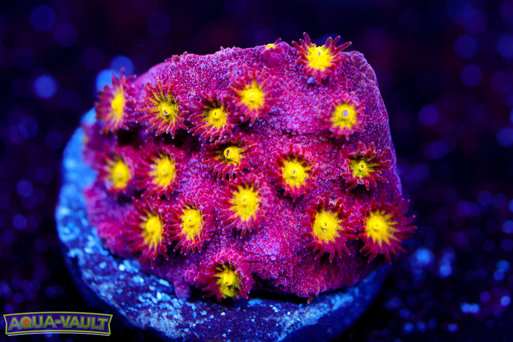 Bling Bling Cyphastrea