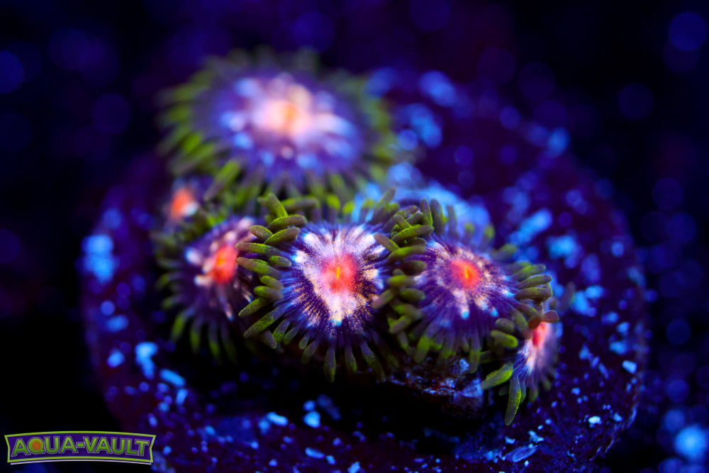 JF Stargazer Zoa