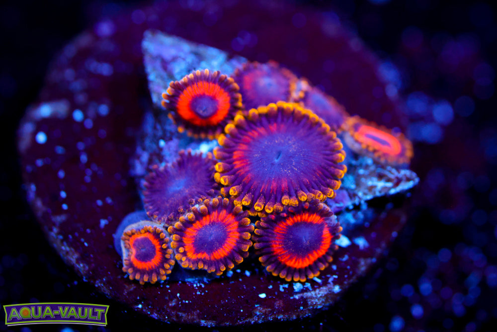 Yellow Brick Road Zoa