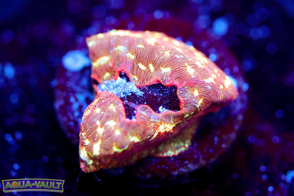 Lunar Leptoseris