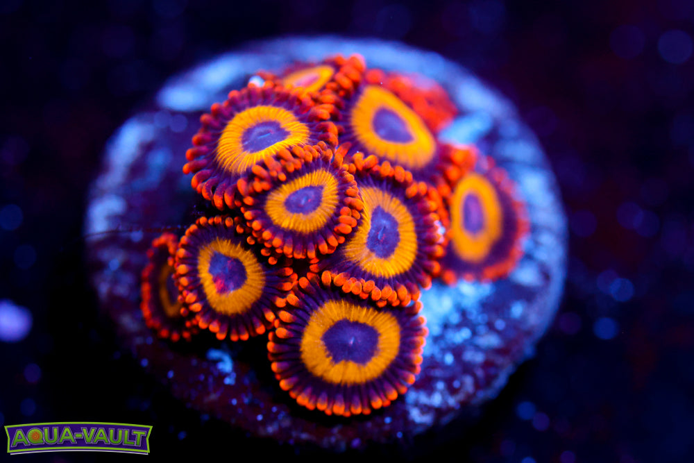 Fruit Loops Zoa