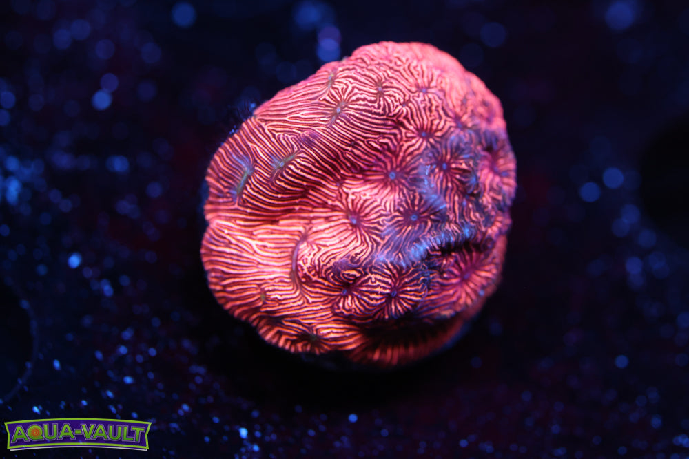 Tangerine Leptoseris