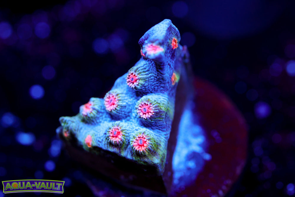 ECC Candyland Cyphastrea