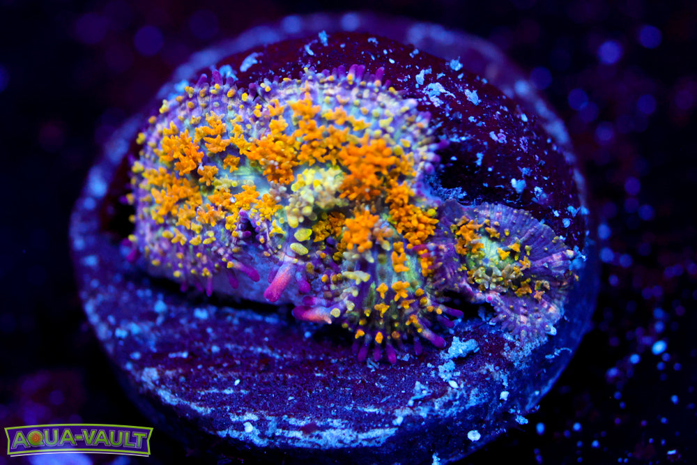 Gonzo's Golden Bounce Mushroom + Baby