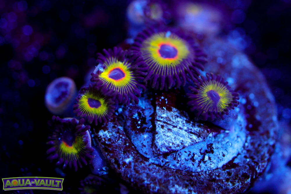 Bob Marley Zoa