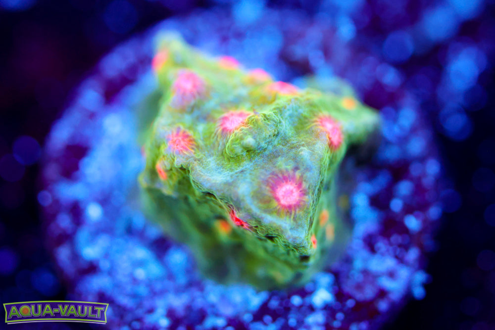 CV Dip 'n Dots Cyphastrea