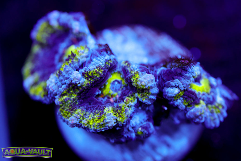 Alien Acan