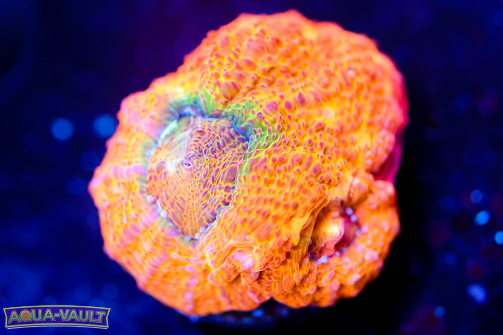 CV Afterburner Collectors Bowerbanki $$$$