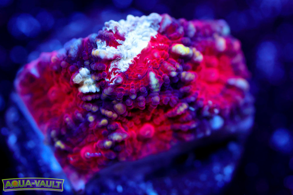 Acan Echinata