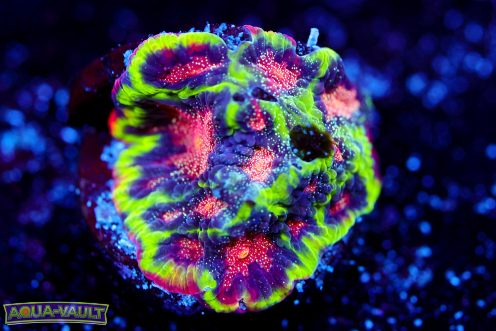 CV Rainbow Venom Favia