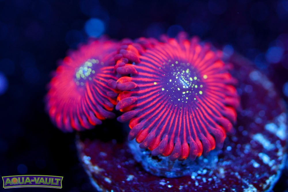 Magician Zoa