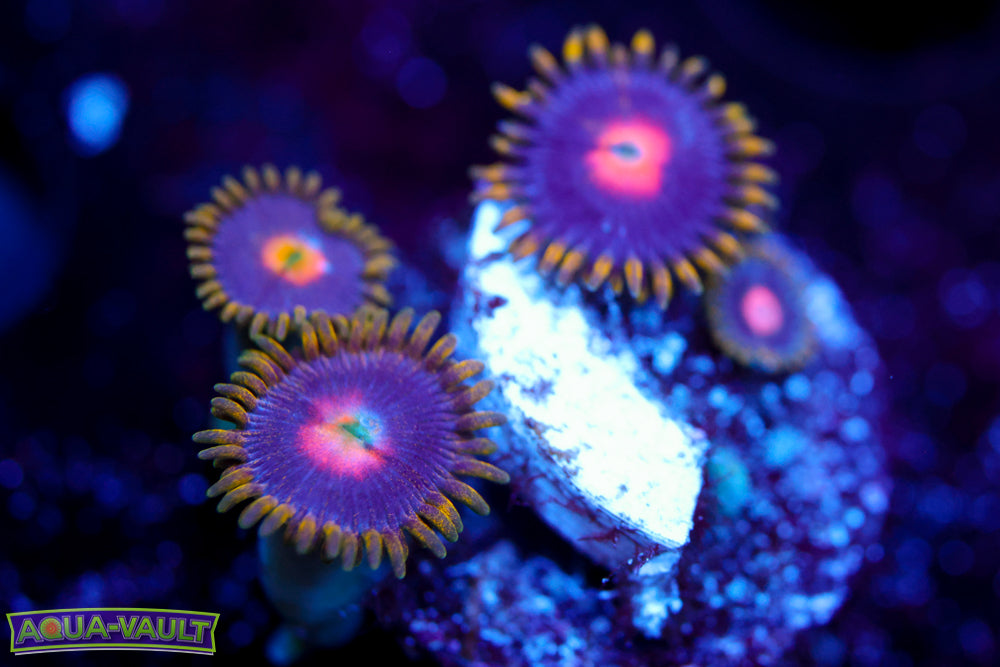 CV Blow Pop Zoa