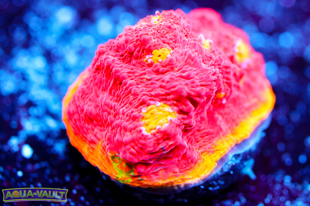 CB Flaming Bugatti Chalice