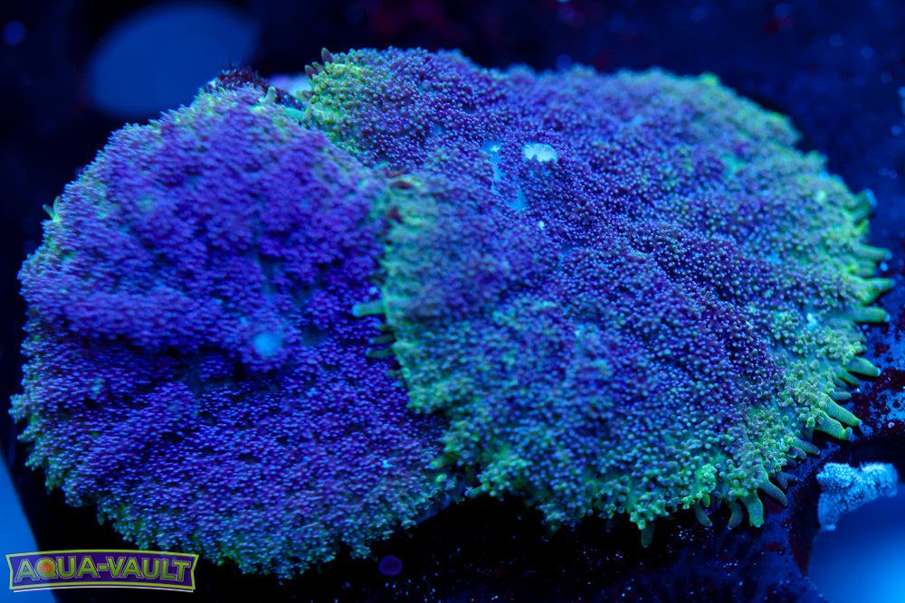 2 Toxic Rim Mushroom