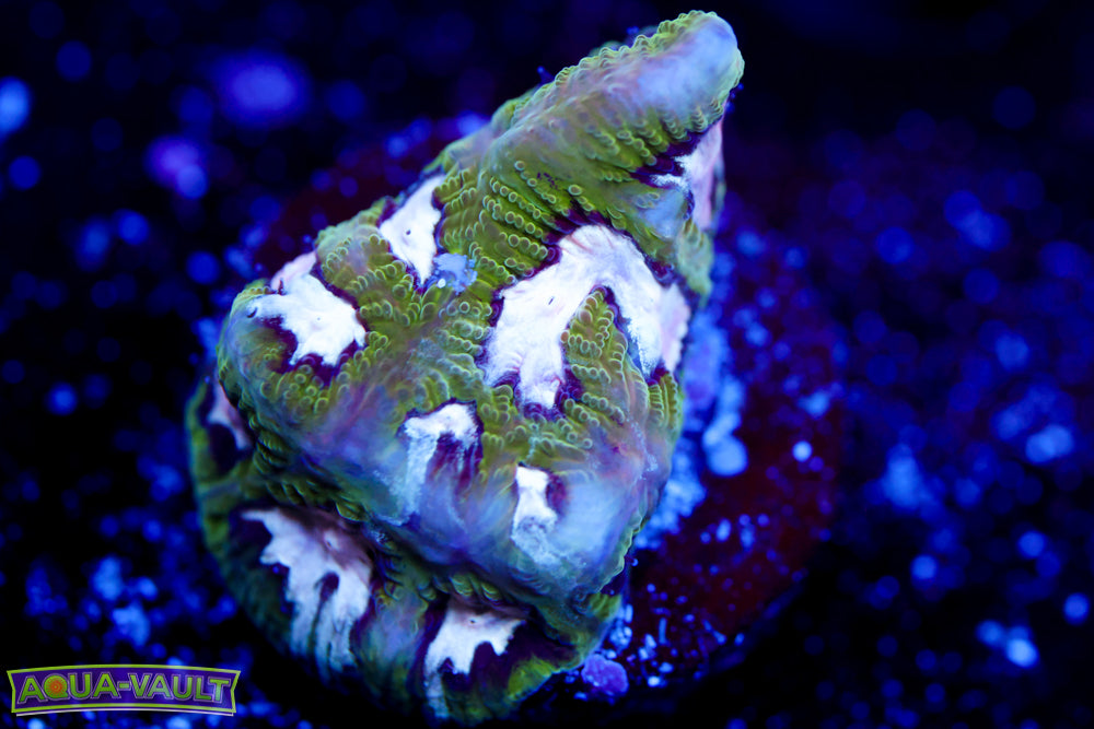 Hamster in Microwave Favia