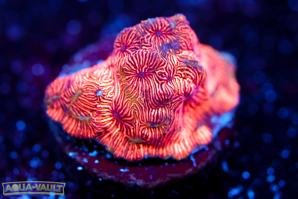 Tangerine Leptoseris